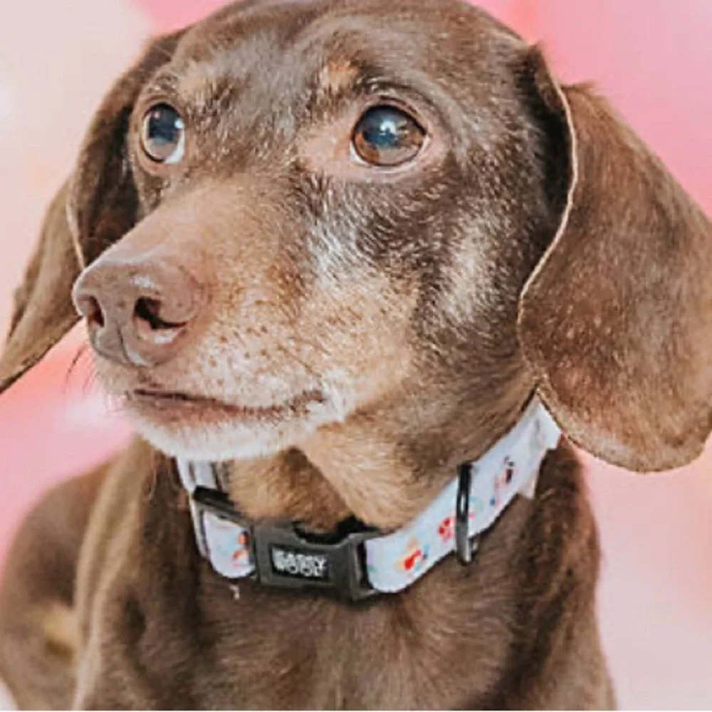 Disney Princess Dog Collar by Sassy Woof